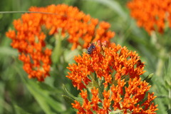 Protandrena cockerelli