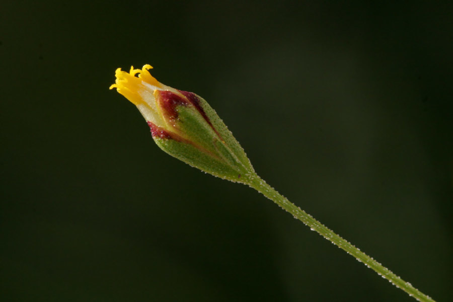 Schkuhria