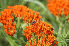 Protandrena cockerelli