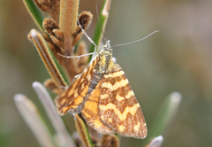Chrysolarentia chrysocyma