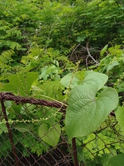 Dioscorea carpomaculata