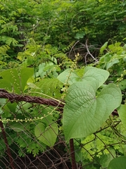Dioscorea carpomaculata