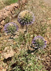 Echinops strigosus