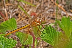 Libellula auripennis