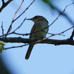 Troglodytes aedon