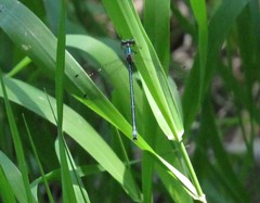 Lestes dryas