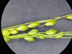 Dichanthelium perlongum