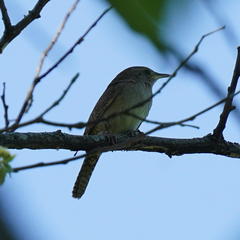 Troglodytes aedon