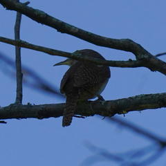 Troglodytes aedon