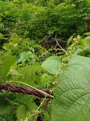 Dioscorea carpomaculata
