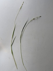Dichanthelium perlongum
