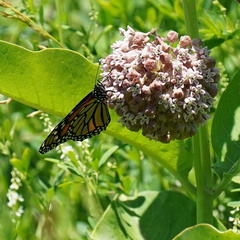 Danaus plexippus