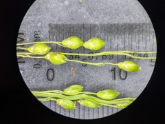 Dichanthelium perlongum