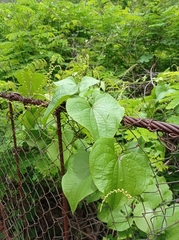 Dioscorea carpomaculata
