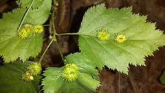 Dasineura crataegibedeguar