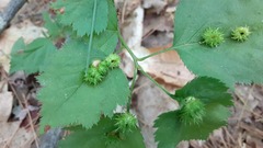 Dasineura crataegibedeguar