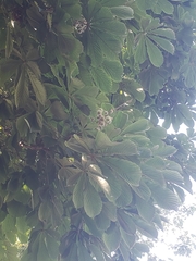 Aesculus hippocastanum