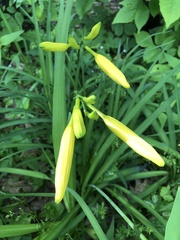 Hemerocallis lilioasphodelus