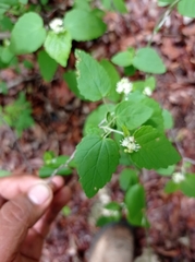 Croton malvavisciifolius