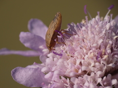Sciocoris macrocephalus