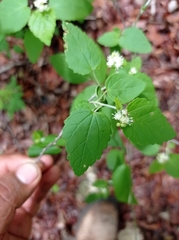 Croton malvavisciifolius