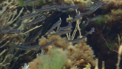 Capelin photo 3