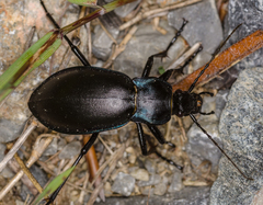 Carabus germarii