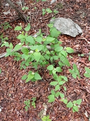 Croton malvavisciifolius