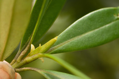 Myrsine lessertiana
