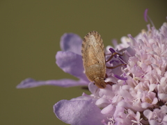 Sciocoris macrocephalus