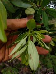 Myrsine lessertiana