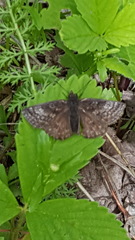 Erynnis icelus