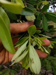 Myrsine lessertiana