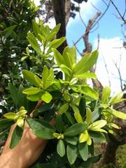 Myrsine lessertiana