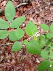 Croton malvavisciifolius