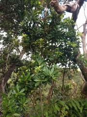 Myrsine lessertiana