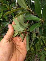Myrsine lessertiana