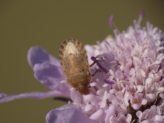 Sciocoris macrocephalus