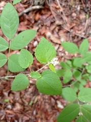 Croton malvavisciifolius