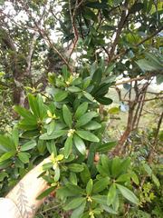 Myrsine lessertiana
