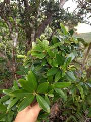 Myrsine lessertiana