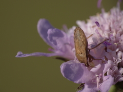 Sciocoris macrocephalus