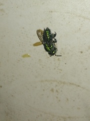 Euglossa