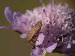 Sciocoris macrocephalus
