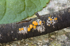 Tremella dactylobasidia