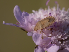 Sciocoris macrocephalus