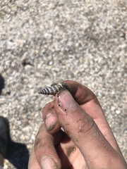 Cerithideopsis californica