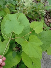 Vitis bourgaeana