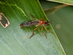 Dioctria rufa