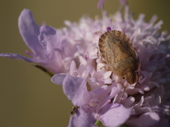 Sciocoris macrocephalus